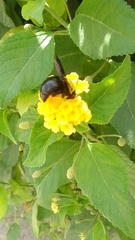 Xylocopa pubescens