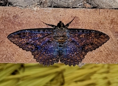 Feigeria scops