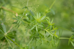 Galium asprellum