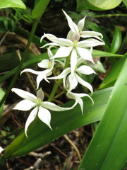 Prosthechea sima