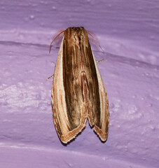 Truncaptera truncata