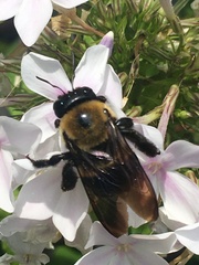 Xylocopa virginica