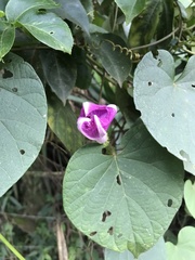 Ipomoea silvicola