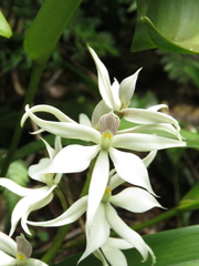 Prosthechea sima