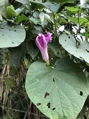 Ipomoea silvicola