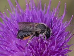 Megachile versicolor