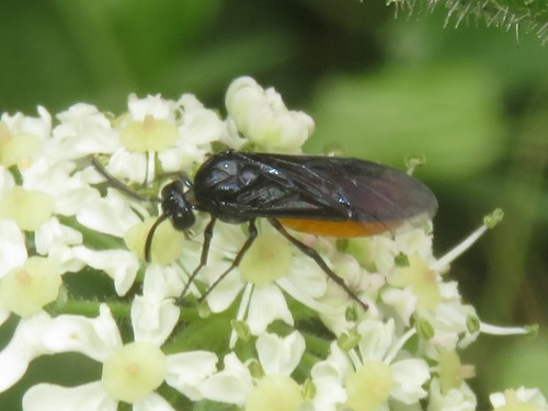 Large Rose Sawfly, Scheveningen, Den Haag, Nederland, photo 7 of 10