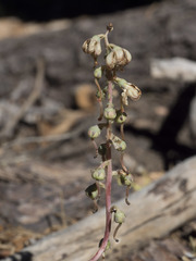 Pyrola dentata