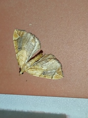 Eulithis testata