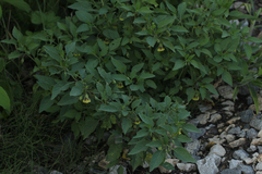 Physalis longifolia subglabrata