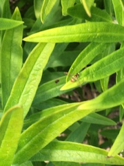 Toxomerus marginatus