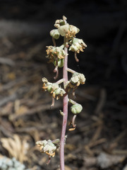 Pyrola dentata