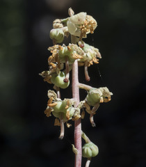 Pyrola dentata