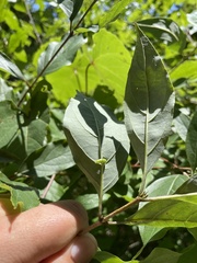 Craneiobia tuba