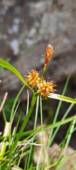 Carex lepidocarpa
