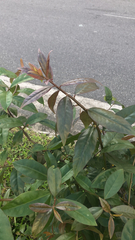 Magnoliopsida