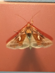 Autographa jota