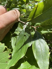 Craneiobia tuba