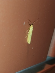 Eilema lutarella
