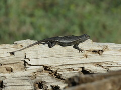 Sceloporus cowlesi
