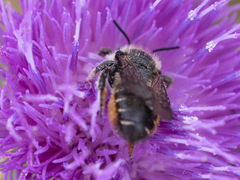 Megachile versicolor