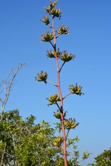 Agave kewensis