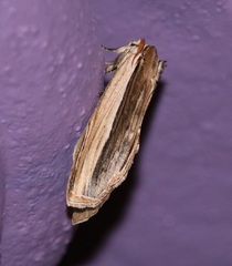Truncaptera truncata