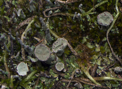 Cladonia deformis