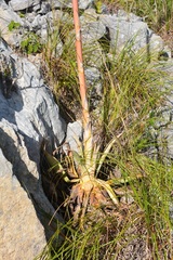 Agave kewensis