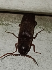 Diplostethus carolinensis