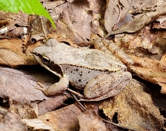 Lithobates sylvaticus image