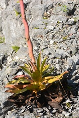 Agave kewensis
