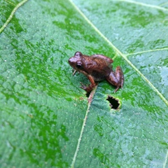 Phrynobatrachus kinangopensis