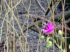 Xylocopa tabaniformis orpifex