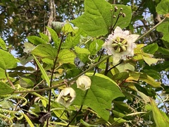 Passiflora sicyoides