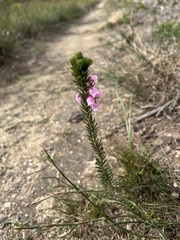 Erica axilliflora