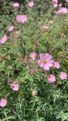 Cistus × skanbergii