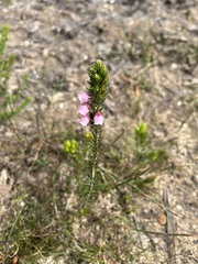 Erica axilliflora