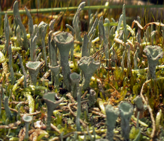 Cladonia deformis