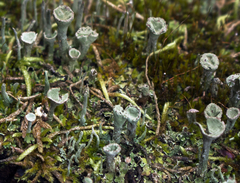 Cladonia deformis