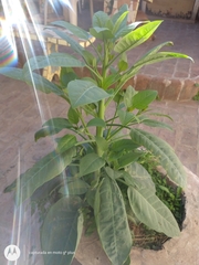 Nicotiana glauca