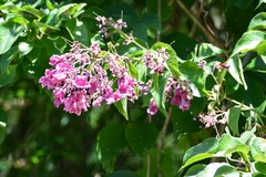 Fridericia chica