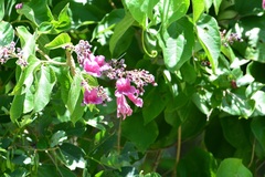 Fridericia chica