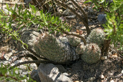 Coryphantha durangensis