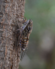 Cicada cretensis