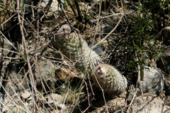 Coryphantha durangensis