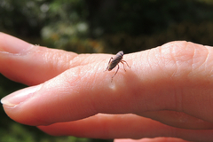 Bathysmatophorinae