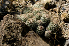 Coryphantha durangensis