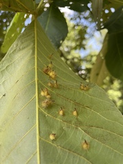 Caryomyia echinata