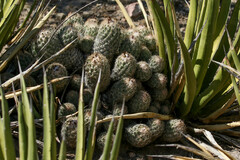 Coryphantha durangensis